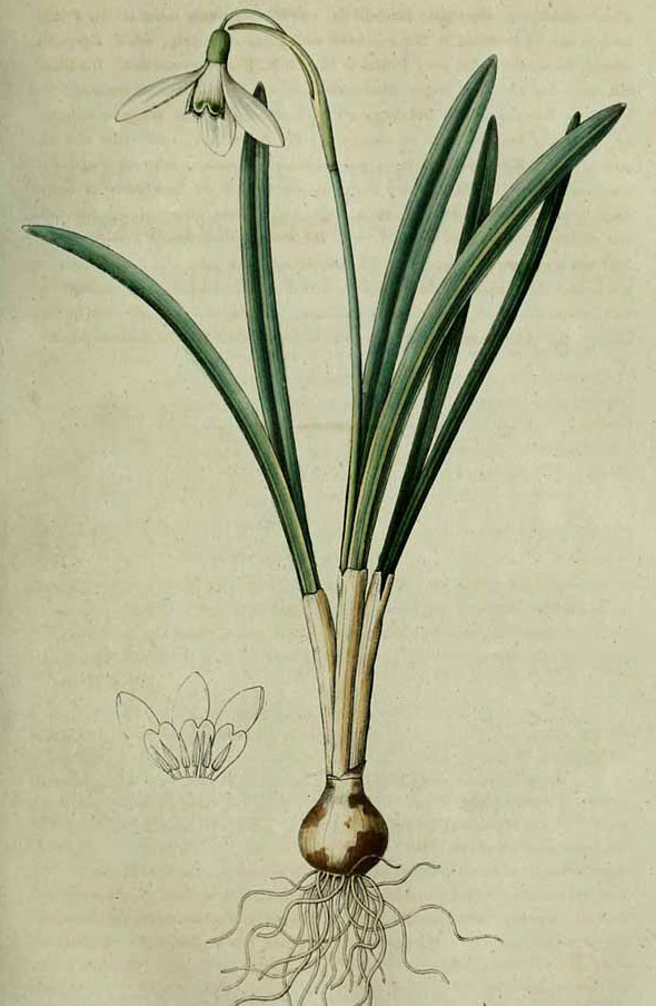 <i>Galanthus nivalis</i>