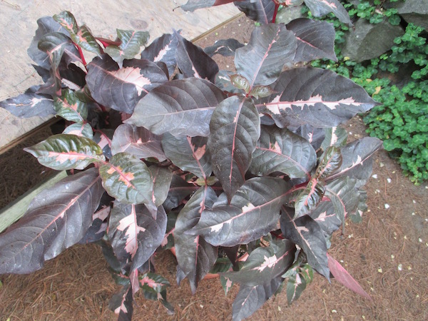 Graptophyllum purplish, darker color form