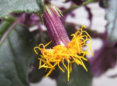 Gynura Purple Passion flower