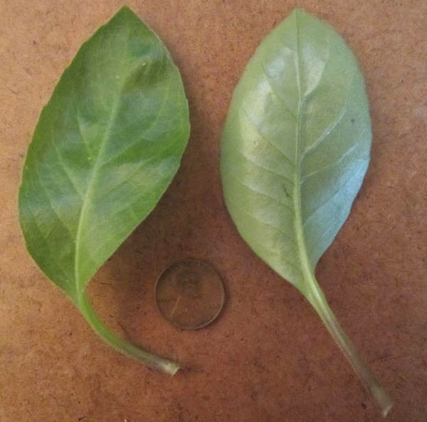 Gynura procumbens leaves
