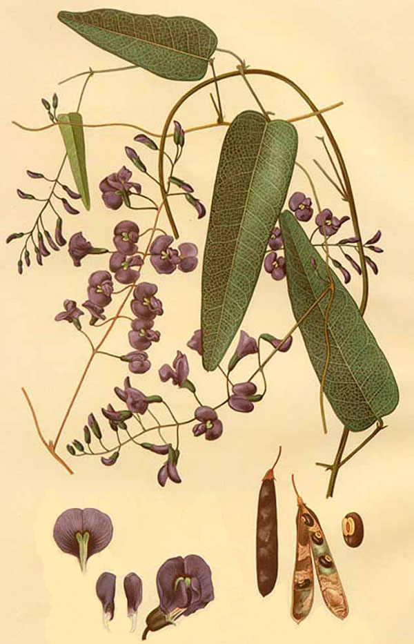 <i>Hardenbergia violacea</i>