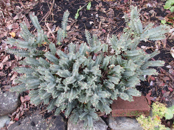 Hebe glaucophylla in December 2019