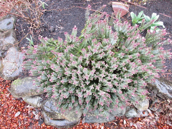 Hebe glaucophylla in February 2021