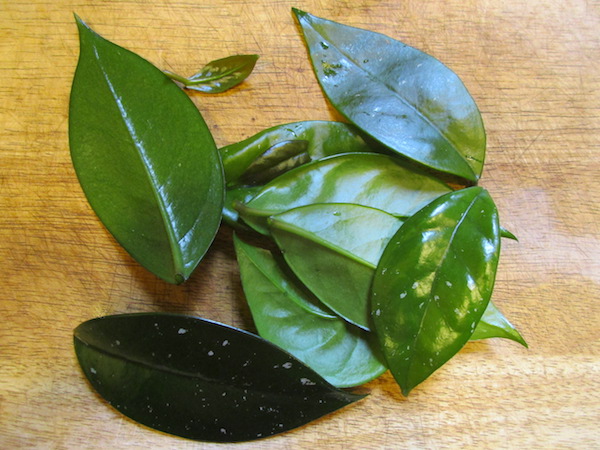 Hoya carnosa