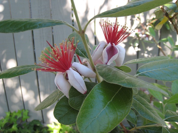 Pineapple Guava flowers in July