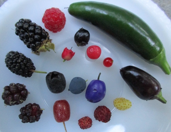 18 kinds of fruit in ALJ garden in July