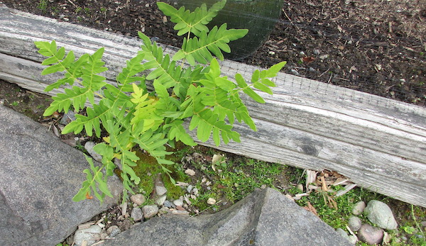 Osmunda regalis fern wild in a Seattle garden