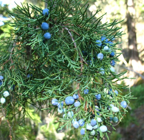 Juniperus maritima berries