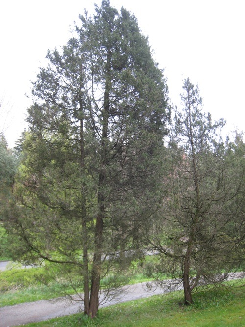 Juniperus maritima pair in WPA pinetum