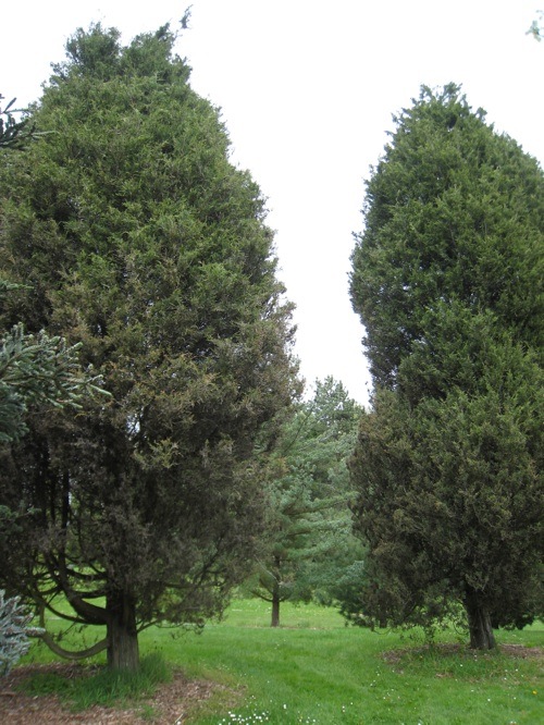 Juniperus maritima pair in WPA conifer meadow