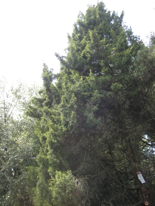 Juniperus maritima in WPA rockery
