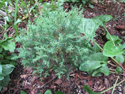 Juniperus maritima seedling in ALJ garden