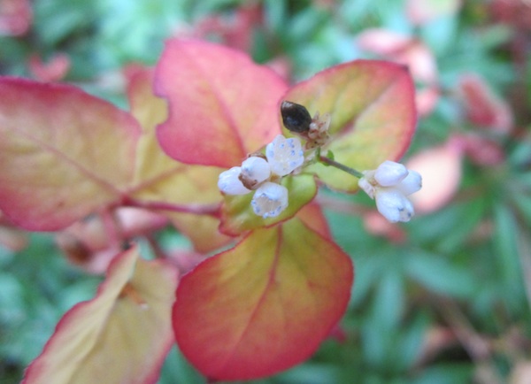 Kunming Knotweed flowers and seed