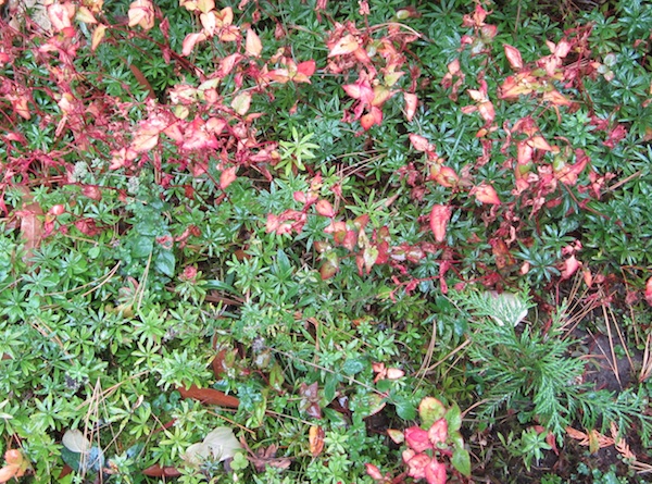 Kunming Knotweed fall color