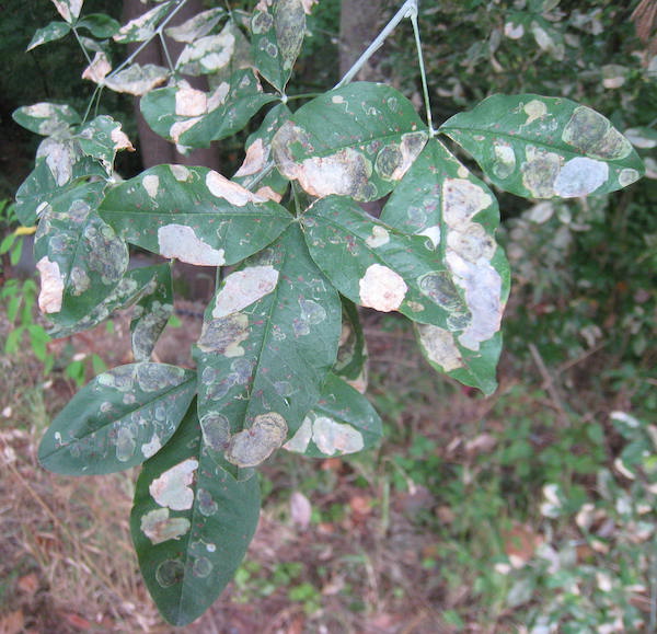 Leafminer damaged leaves of <i>Laburnum anagyroides.</i>