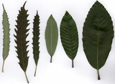 Lithocarpus leaf scan