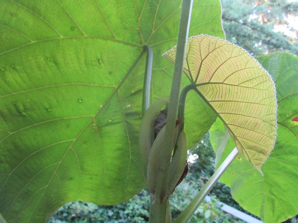 Macaranga grandifolia in June