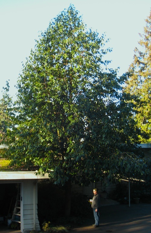 Magnolia Ernestii