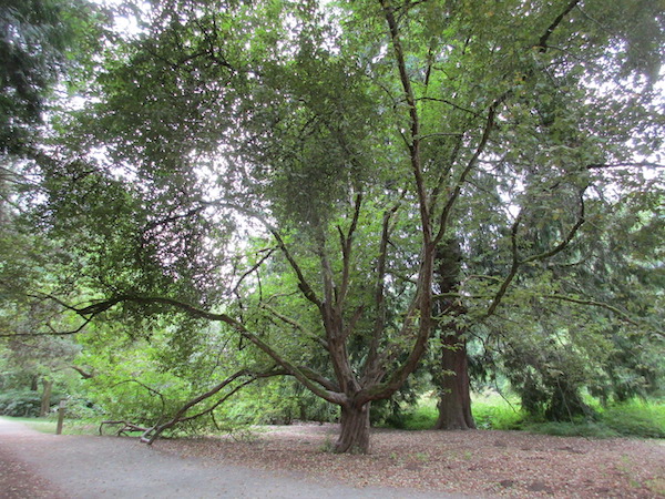 enormous <i>Malus fusca</i> in Washington Park Arboretum