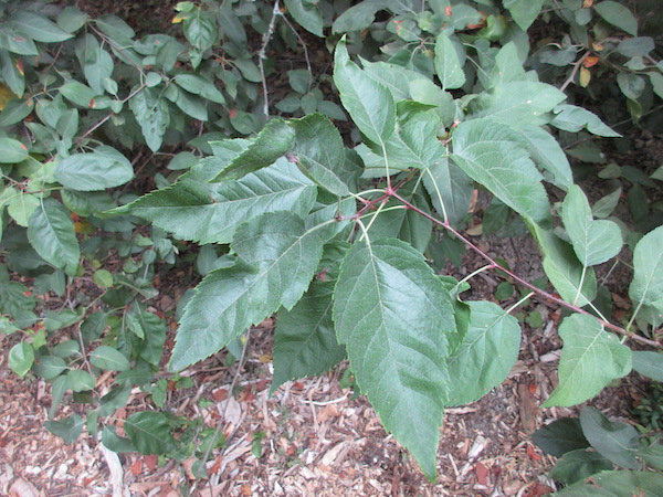 <i>Malus fusca</i> leaves
