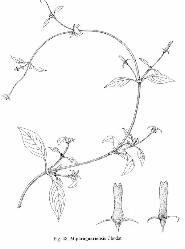 Manettia paraguariensis