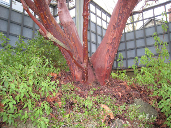 Manzanita trunk photo