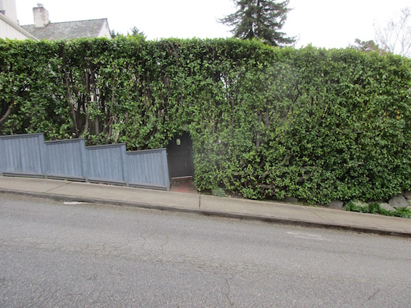 Pruning English Laurel hedge for a client