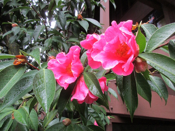 <i>Camellia reticulata</i>