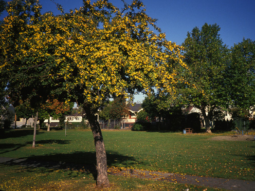 Chapman Street 'Gibbs' Golden Gage' crabapple in October