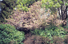 <i>Prunus</i> 'Mikuruma-gaeshi'