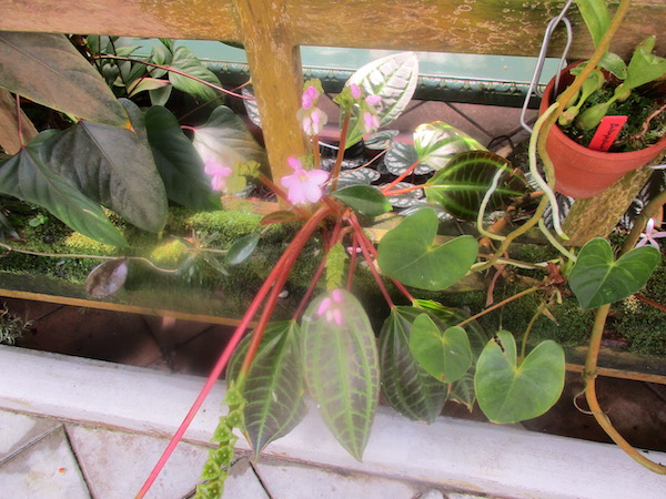 Monolena primuliflora