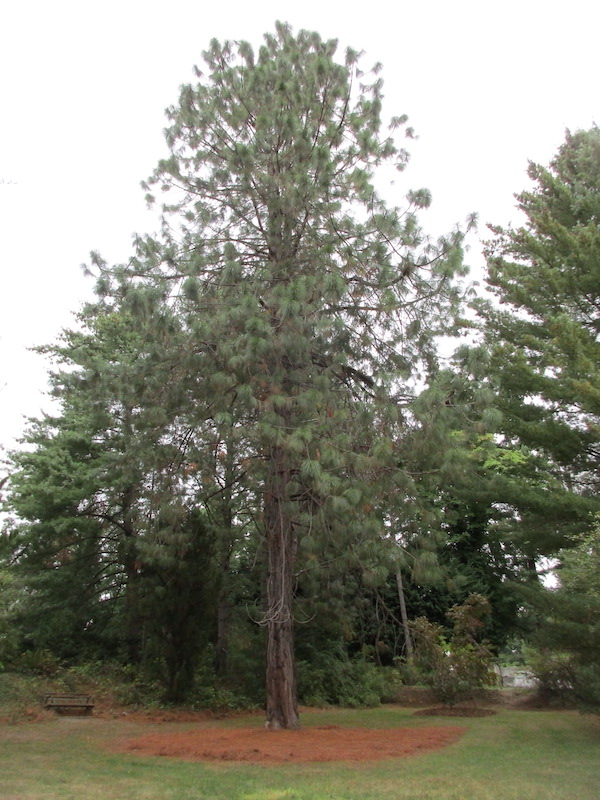 arboretum Montezuma Pine in 2021