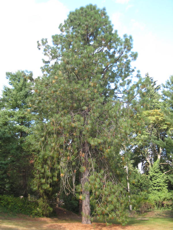 arboretum Montezuma Pine in 2011