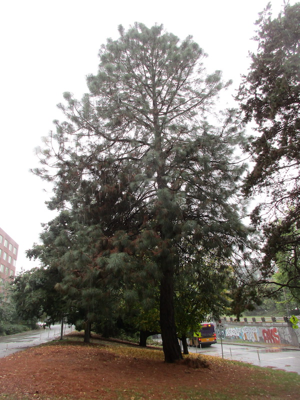 UW Montezuma Pine in 2021