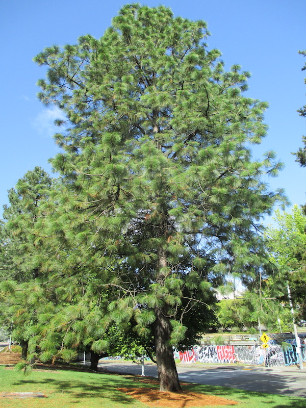 UW Montezuma Pine in 2015