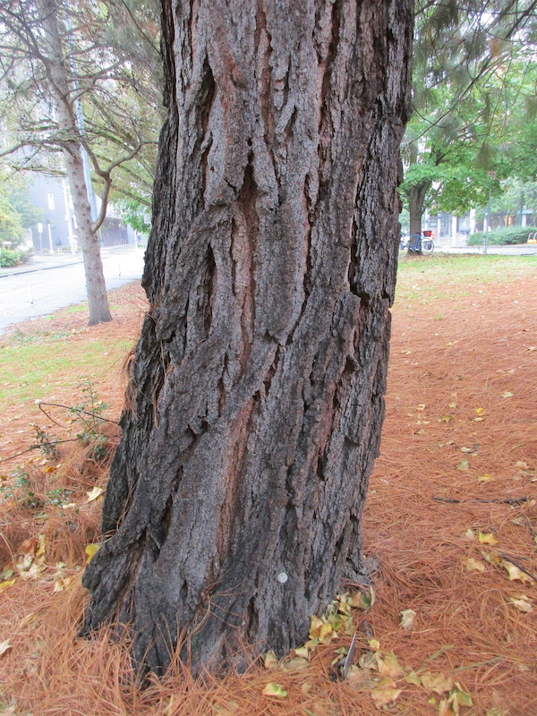 bark of Montezuma Pine in 2021