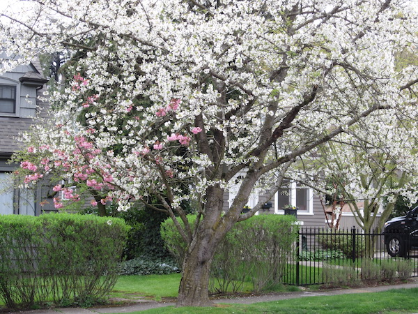 grafted pink 'Kwanzan' cherry tree being overtaken by white <i>(Prunus avium)</i> rootstock.