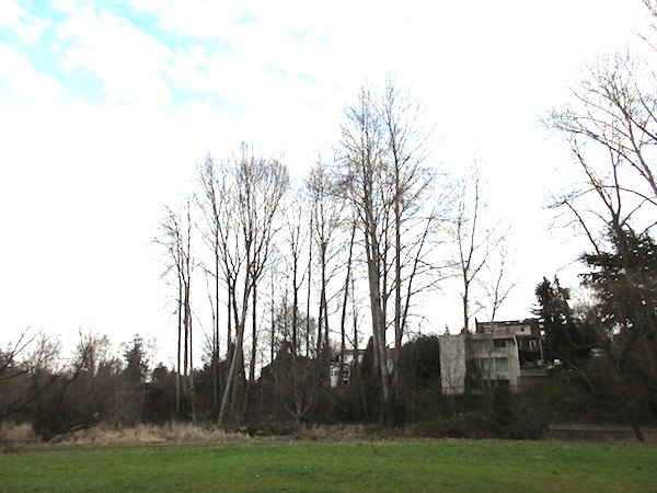 A grove of Black Cottonwoods <i>(Populus balsamifera trichocarpa)</i> at Montlake Playfield.