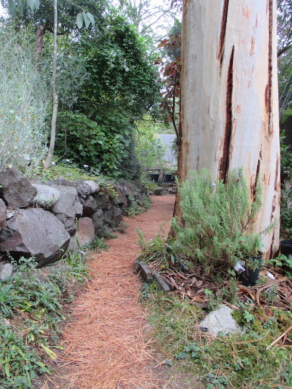 A 117 foot tall <i>(Eucalyptus Dalrympleana)</i> I planted in 1992.