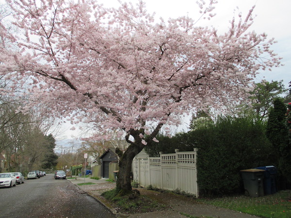 Akebono Cherry Tree <i>(Prunus</i> x <i>yedoensis</i> 'Akebono')