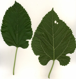 White Mulberry leaves