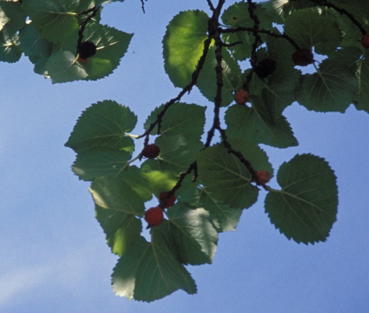 Black Mulberry berries and leaves. September 26th, 1988