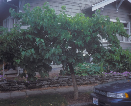 A small grafted Black Mulberry street-tree. August 7th, 2004