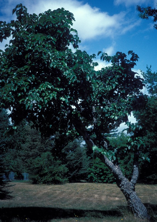 Black Mulberry at Sidney, Vancouver Island, planted around 1915. July 1st, 1995