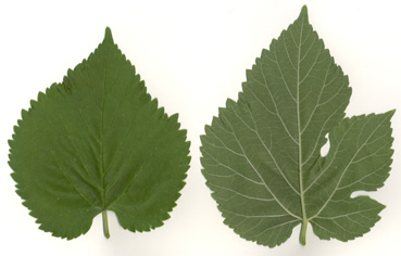 Black Mulberry leaves