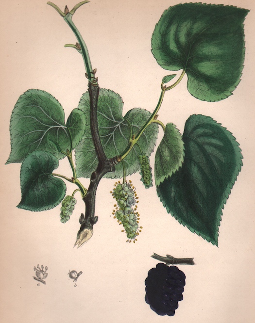 old Black Mulberry engraving