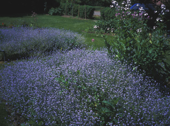 Myosotis sylvatica