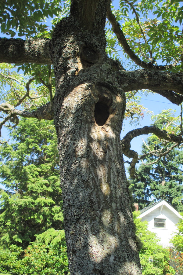 Flicker nest in a Japanese Angelica Tree