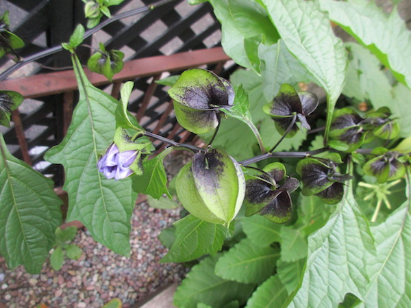 <i>Nicandra physalodes</i>