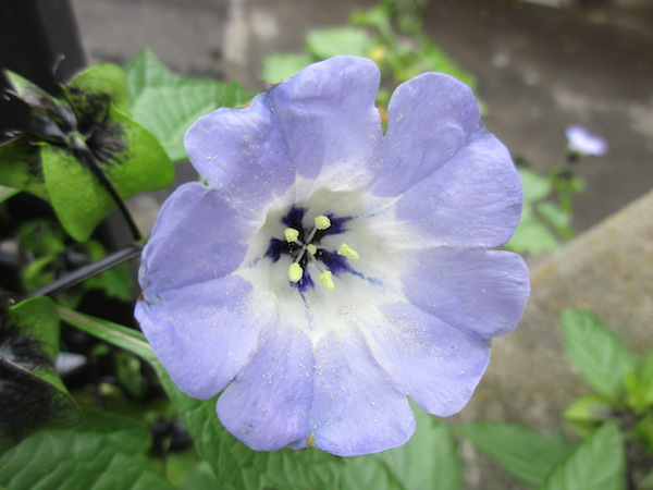 <i>Nicandra physalodes</i>